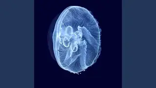 bottom of the ocean