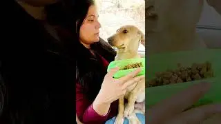 Cartoon Indian dog #puppy #puppies #dog #dogs #dogmom #doglover #doglovers #shorts
