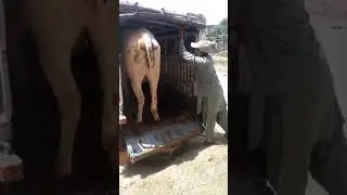 Angry Bull | Angry Cow | Qurbani Show | Athra Dand | Dangerous Bull Qurbani | Cow for qurbani 2024