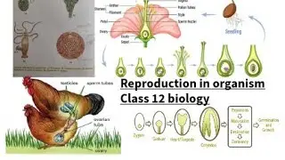 Reproduction in organisms | Angiosperms | Fertilization types | Asexual and Sexual |biology class 12