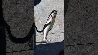 How Sea Lamprey Survived Millions Of Years? #shorts #youtubeshorts #viralshorts #facts