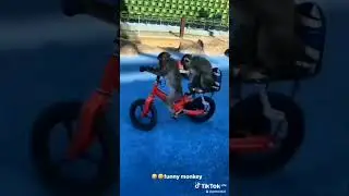 los monos  m&aacute;s inteligentes del mundo