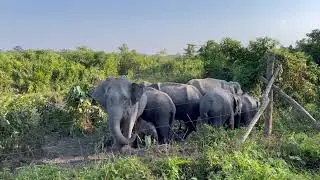 Manas National Park #World Heritage site #Panbari Range