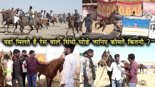 रेस वाले सिंधी घोड़ा का मेला / कहां -किस कीमत में मिल रहे रेस वाले घोड़े ? लानेला जैसलमेर से कवरेज
