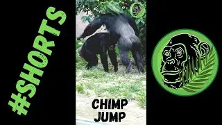 Chimp Jump Chimpanzee Dispute #Shorts