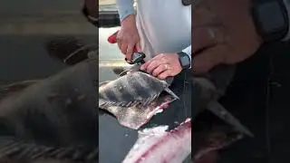 Filleting sheepshead with bubba electric knife