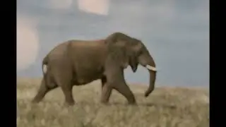 Ubuhanga n’Ubudahangarwa bw’Inzovu