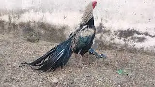 টিয়া ঠেটের মুরগির ফার্ম। #aseelmurgalover #parrotbeak 