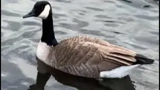 Very aggressive (Canada Goose video #5 of project)