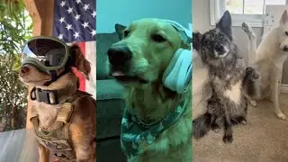 Funny TikTok Dogs That Will Make You Laugh!