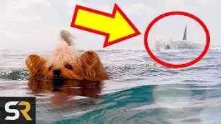 5 Fan Theories About The Meg That Might Actually Be True