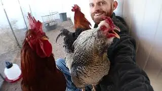 More roosters being awesome!