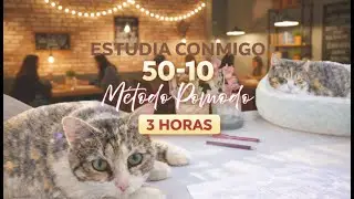 Pomodoro 50/10 | Mis Gatos Estudian Conmigo 🐱 | Oposiciones & Universidad