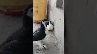 Sarazi Pigeon Baby Good Quality Sale's#pigeon #trending #shortsfeed #shortvideo #shorts #browser #yt