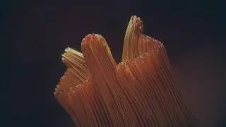 Swim (X-Particles + Cinema 4D + Octane)