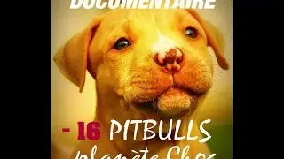 DOCUMENTAIRE - PLANETE PITBULL / KAMPF UM DEN PITBULL