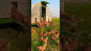 #pastureraised free range chicken Lohmann Brown #shortvideo