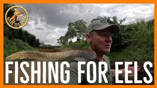 Fishing for Eels on Kedron Brook. #Eels #fishing #aquariumfish