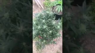 Grandmommy purple by herbies seeds #herbiesseeds #homegrow #cannabisdaily