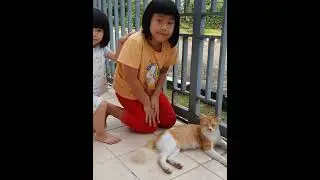 KUCING KUCING KESAYANGAN YANG LUCU