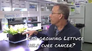 Growing lettuce to create vaccines and drug therapies