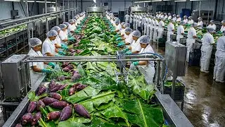 Inside the Zero-Waste Factory: Turning Millions of Banana Leaves Into Plates & Fabric
