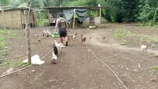 Morning Routine sa Pig FarmlFeeding time sa bukid#pig #highlights #subscribers #follower 