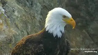 1- 22-2020 Two Harbors Eagles-  Up Close With Chase
