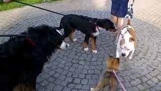 Bentley the Pomsky and Her New Dog Pack Meet a Big American Bulldog!