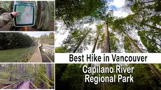 Capilano River Regional Park in North Vancouver (BEST HIKE in NORTH VANCOUVER)