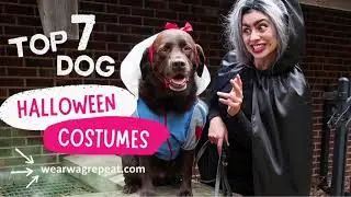 Top 7 DIY Dog Halloween Costumes for You and Your Dog