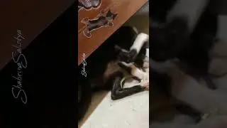 Mainan Kucing Tongkat Bulu Bikin Anak Kucing Ketagihan Main #cats #catlovers #funnycats