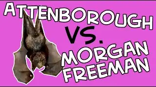 Attenborough VS. Freeman Narration Battle! Grey-Headed Flying Fox [explicit]