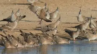 Crested Pigeons. Hear their wing sound!
