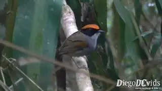 Conopophaga melanops - Cuspidor-de-m&aacute;scara-preta (Conopophagidae)