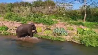 Wild Asian elephant spotted strolling leisurely in Yunnan