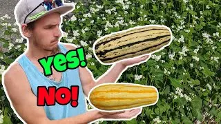 When Do I Harvest Delicata Squash??