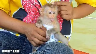 Cute Monkey, Mom Teach Tiny Baby Nina Eat Papaya But Refuse And Change To Drink Milk Instead