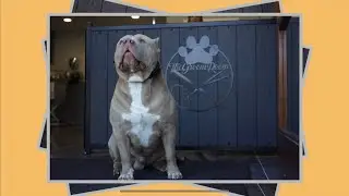 DOG GROOMER (VIDEO MARKETING)