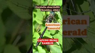 Cordulia shurtleffii (Scudder, 1866) &ndash; American Emerald #shorts #fyp #trending #facts #capung