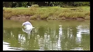 Stranded Dolphin in Amba river at Nagothane, Maharashtra