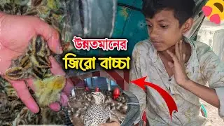 উন্নতমানের জিরো বাচ্চা | নোয়াখালী কোয়েল খামার | কোয়েল পাখি | Noakhali Quail Farming | Farming
