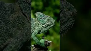 Indian Chameleon 🦖🦖#snakemaniac #reptiles #chameleon #shorts