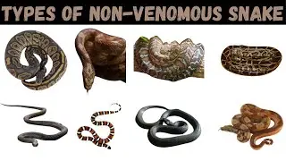 Types Of Non-Venomous Snake | Snake | Snakes For Kids #snake #education