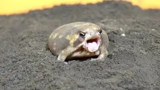 Rain frog videos for busy people