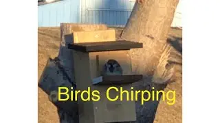 Birds Chirping Sounds #short #shortvideo #naturalsounds #yyc #birdchirping #birds