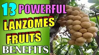 13 Powerful Health Benefits of LANZONES FRUITS That You Should Know