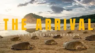 Turtle Nesting Documentary | The Arrival