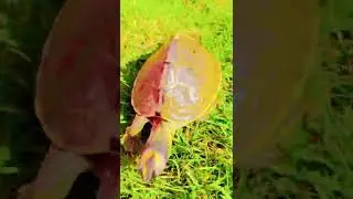 turtle#funny #shortsvideo #sweet #nature#bhakti #hindugod #masti #funny #tortoise #tuktuk #nature