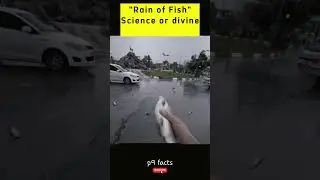 Fish Falling from the Sky? Here&rsquo;s How! 🐟 #facts #amazingfacts #fish